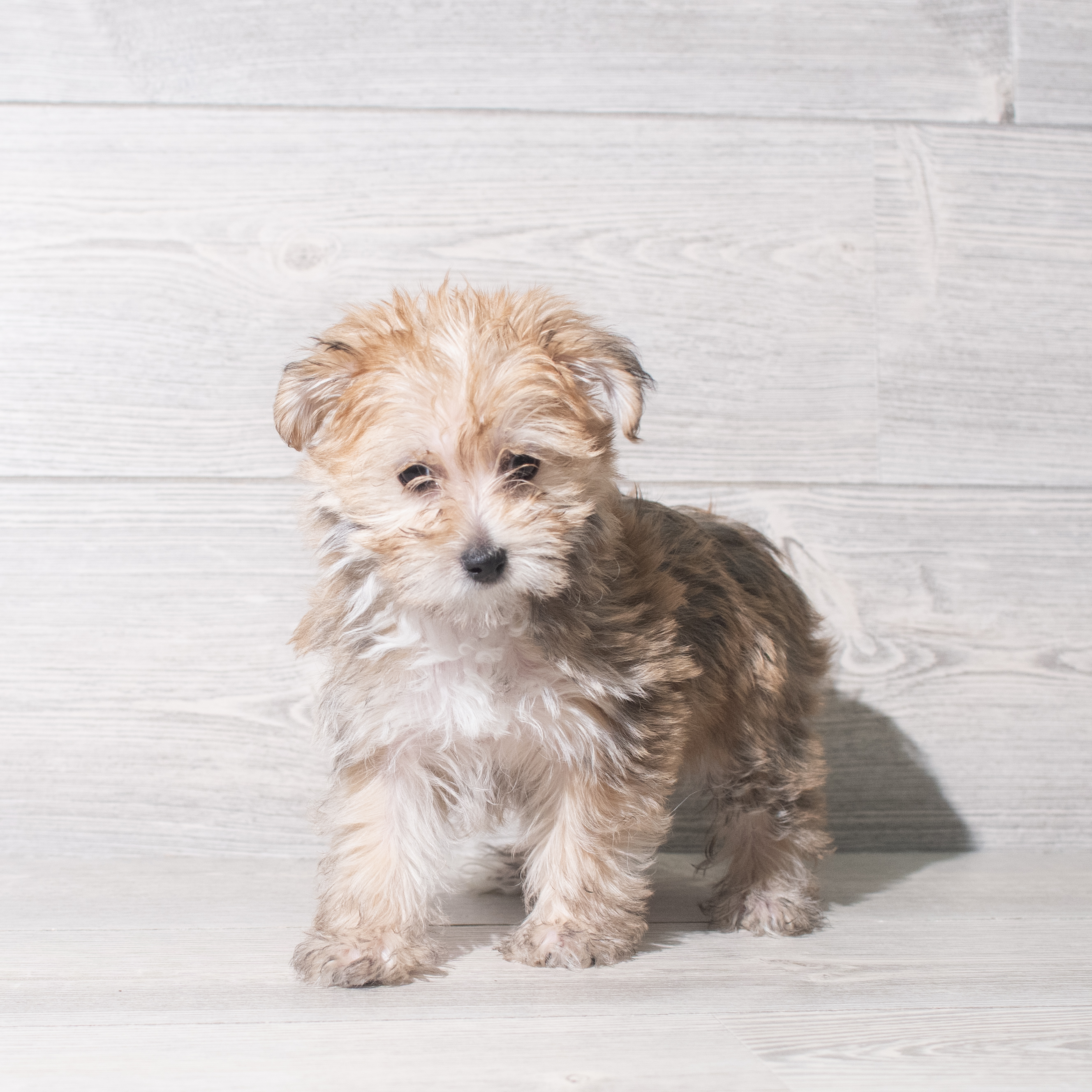 Morkie (F) 5750 Image #1