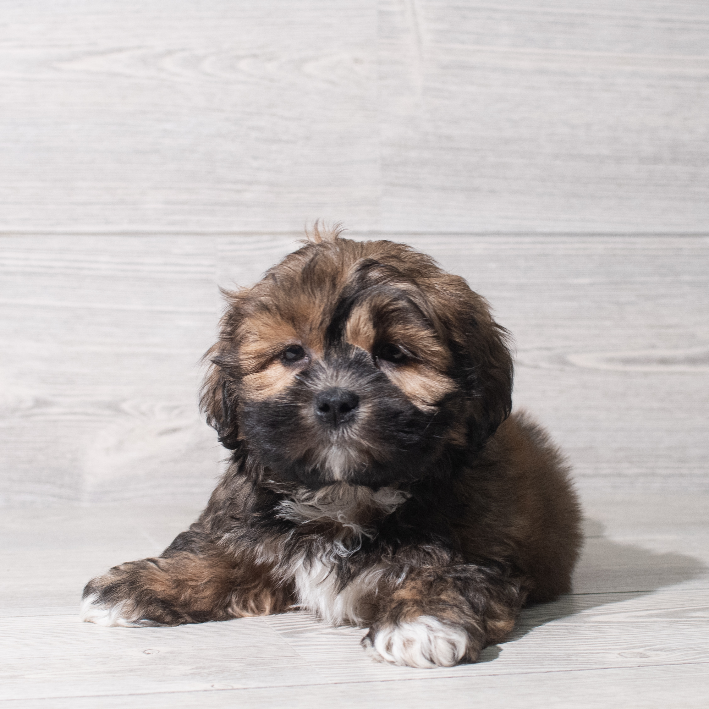 Lhasa Apso (M) 5745 Image #1