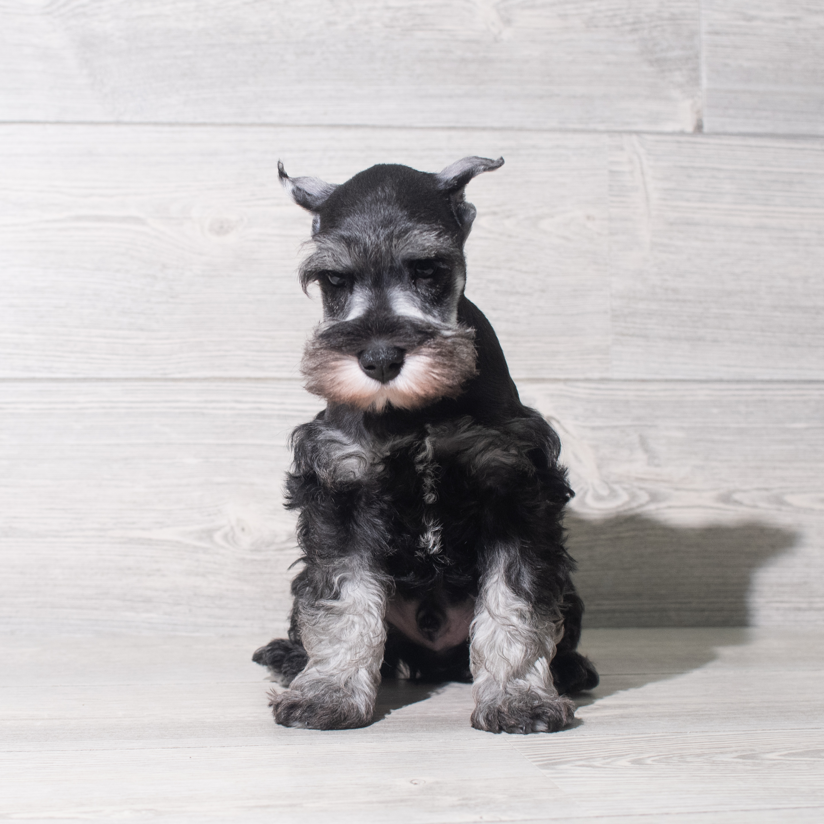 Miniature Schnauzer (M) 5746 Image #1