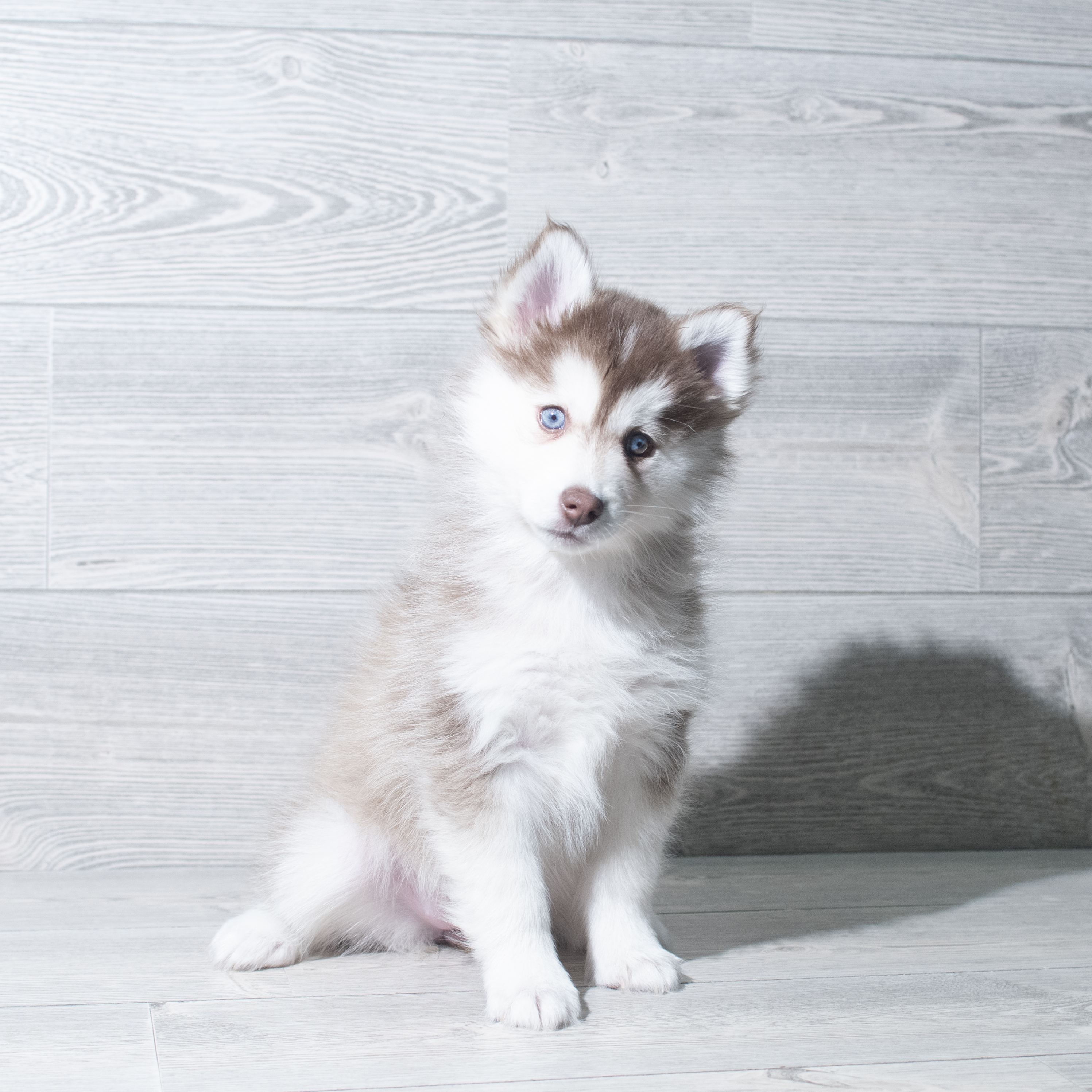 Pomsky (F) 5765 Image #1
