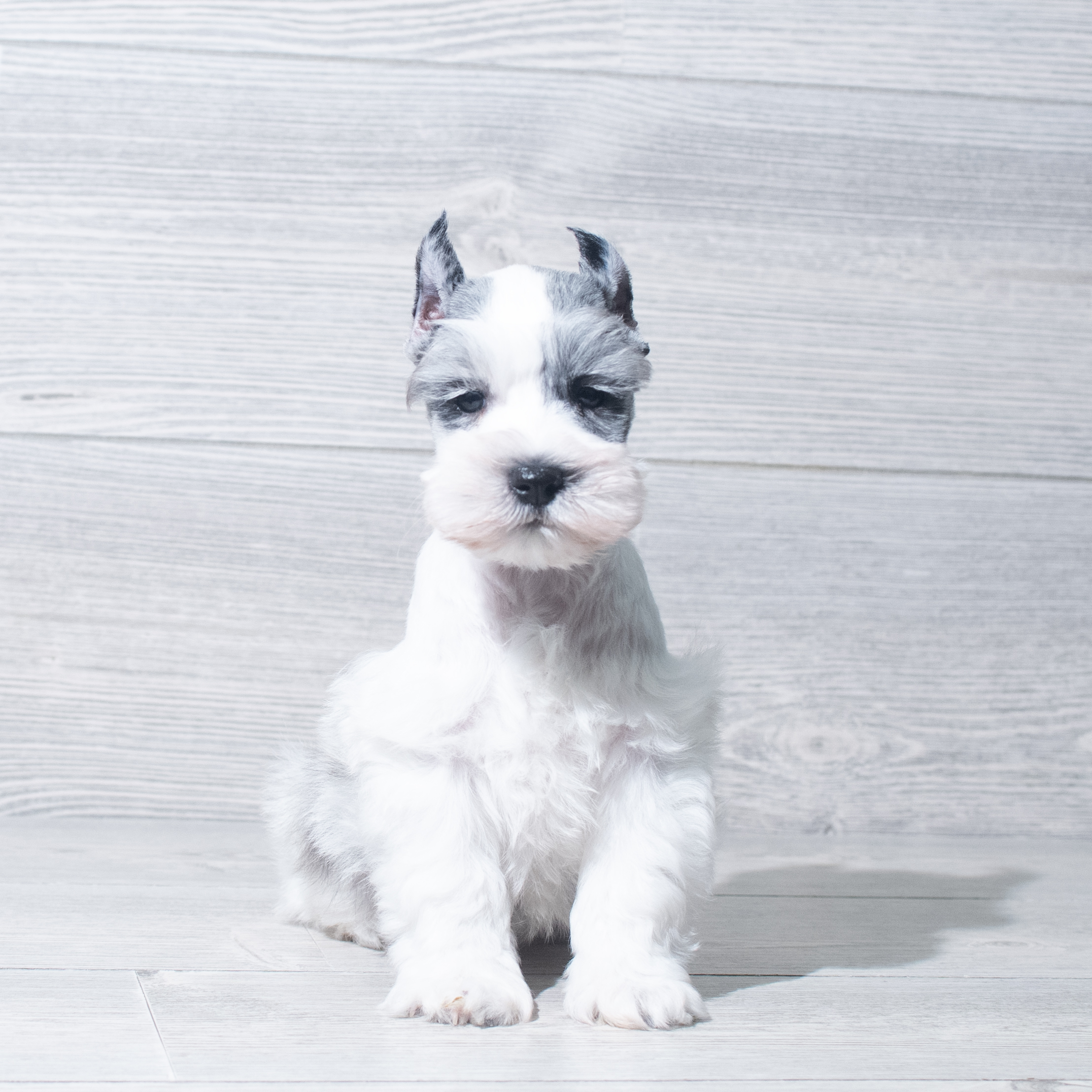 Miniature Schnauzer (M) 5759 Image #1
