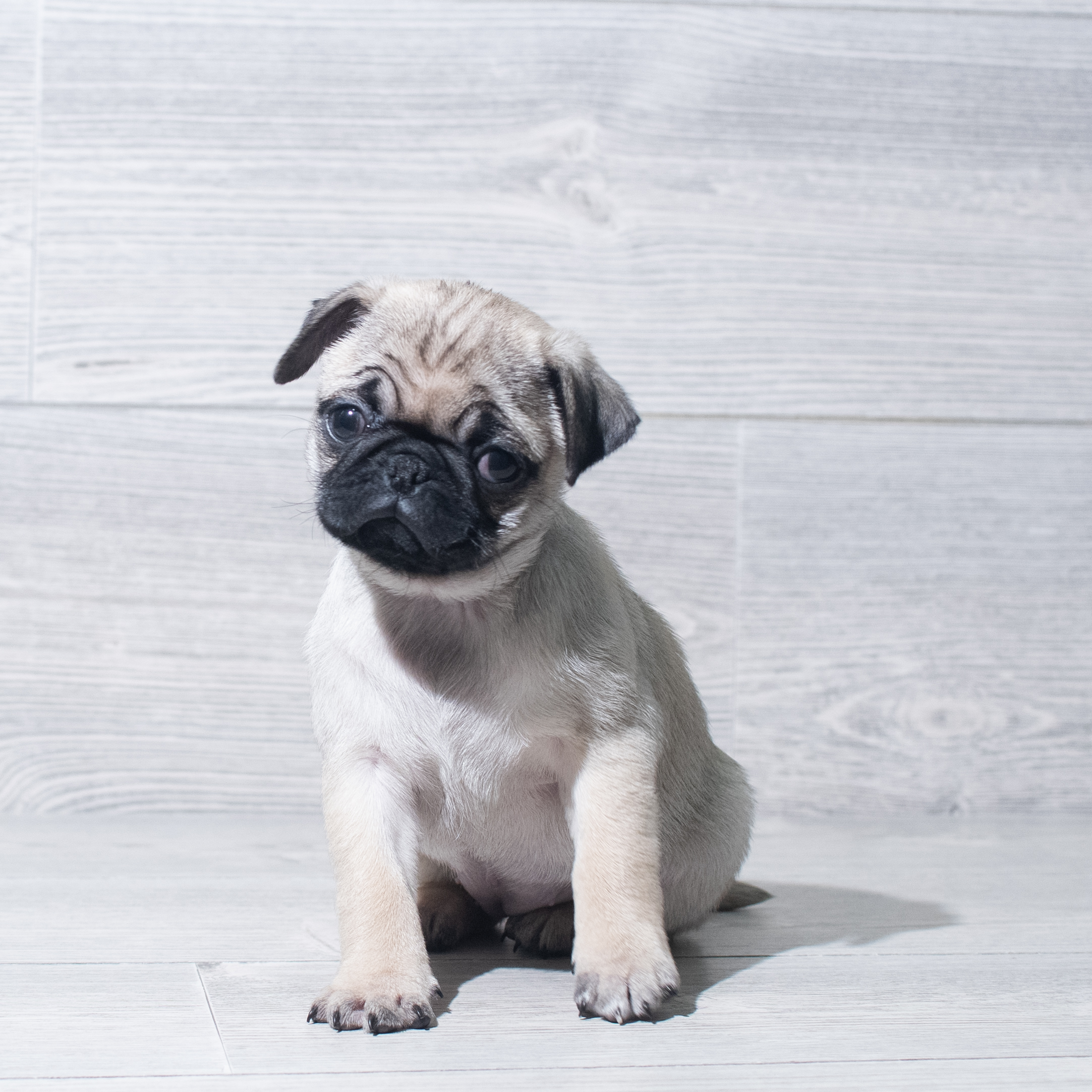 Pug (F) 5762 Image #1