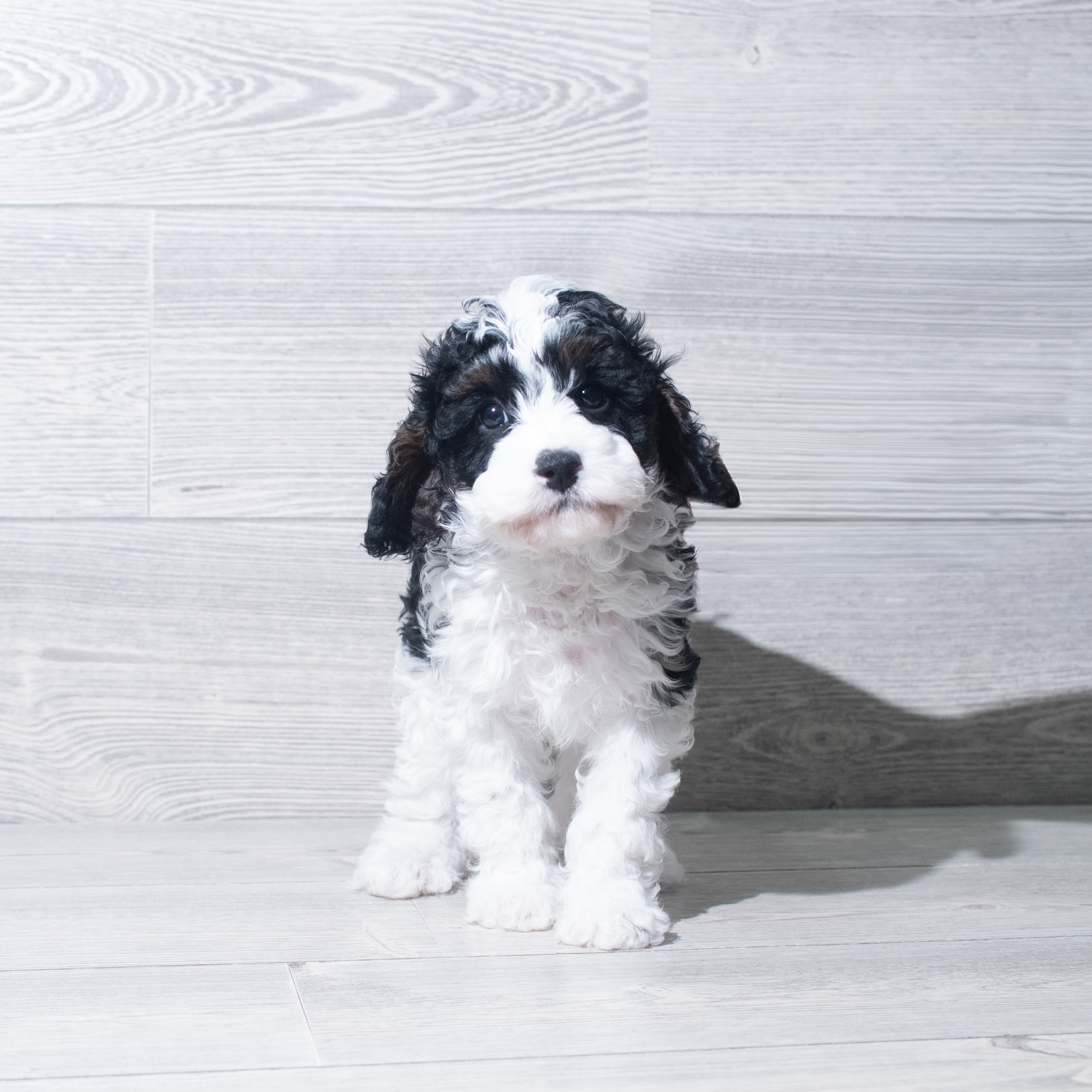 Cavapoo (M) 5763 Image #1