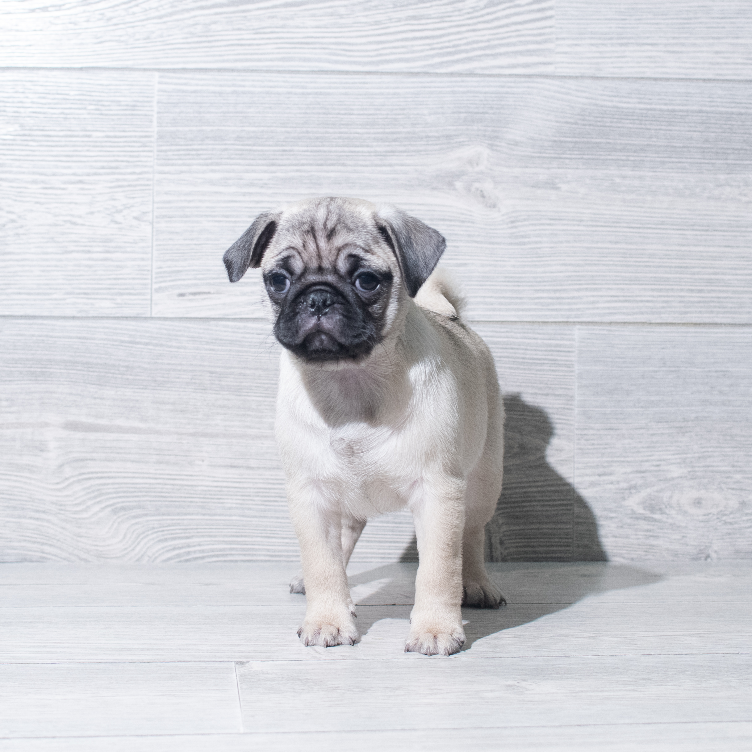 Pug (F) 5761 Image #1