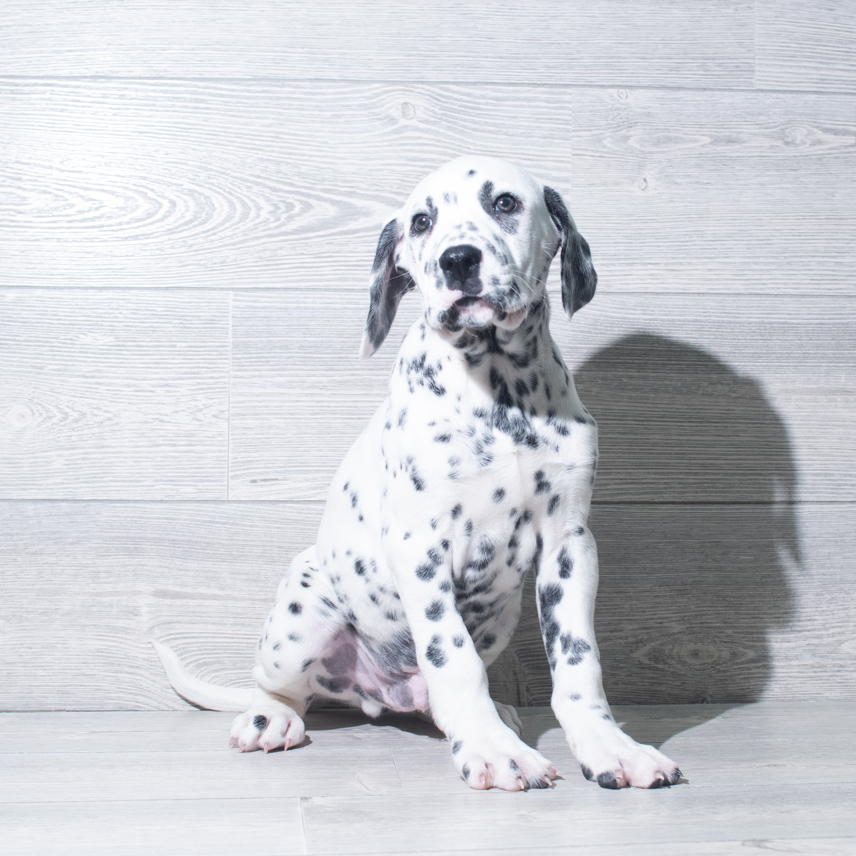 Dalmatian (M) 5769 Image #1