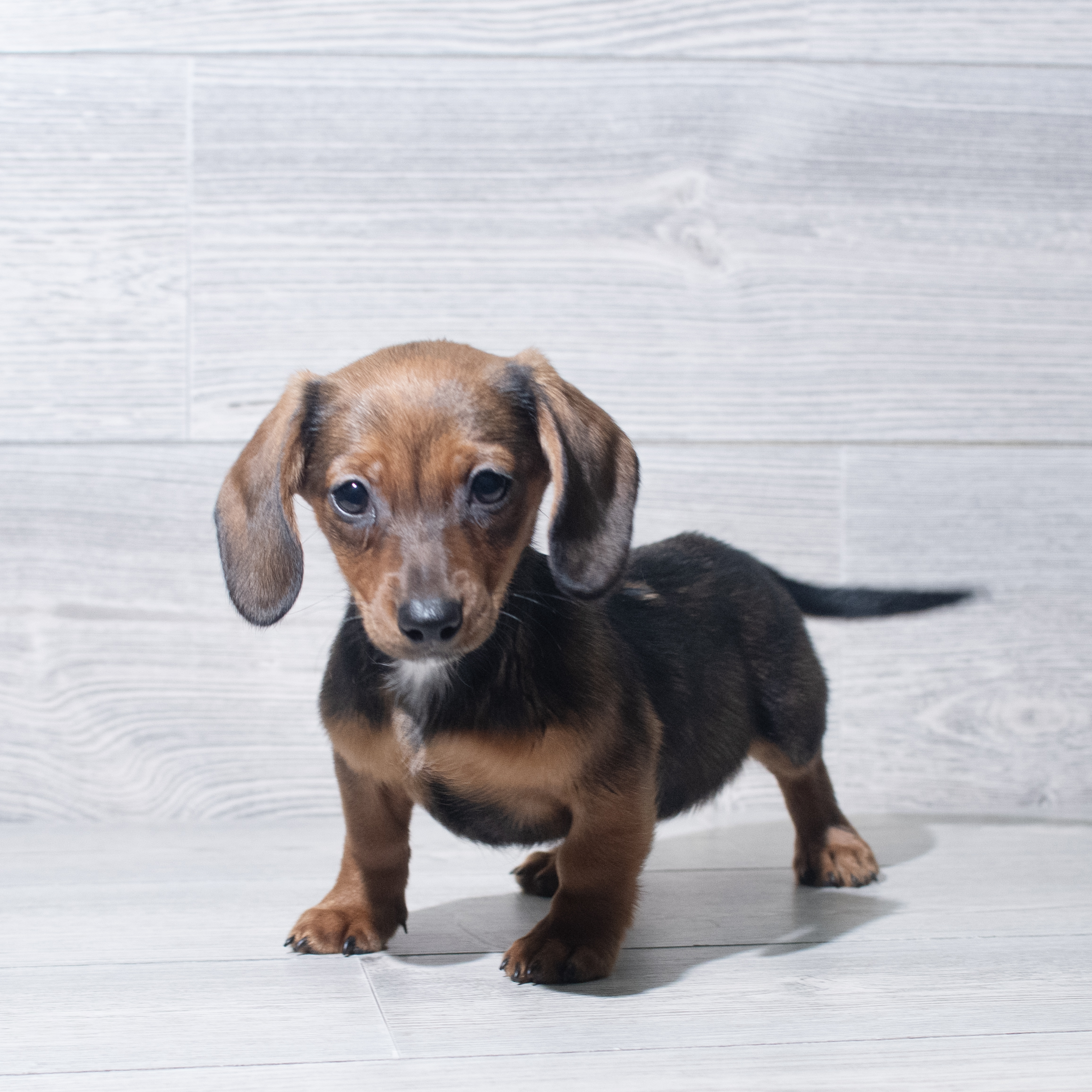 Dachshund (F) 5768 Image #1