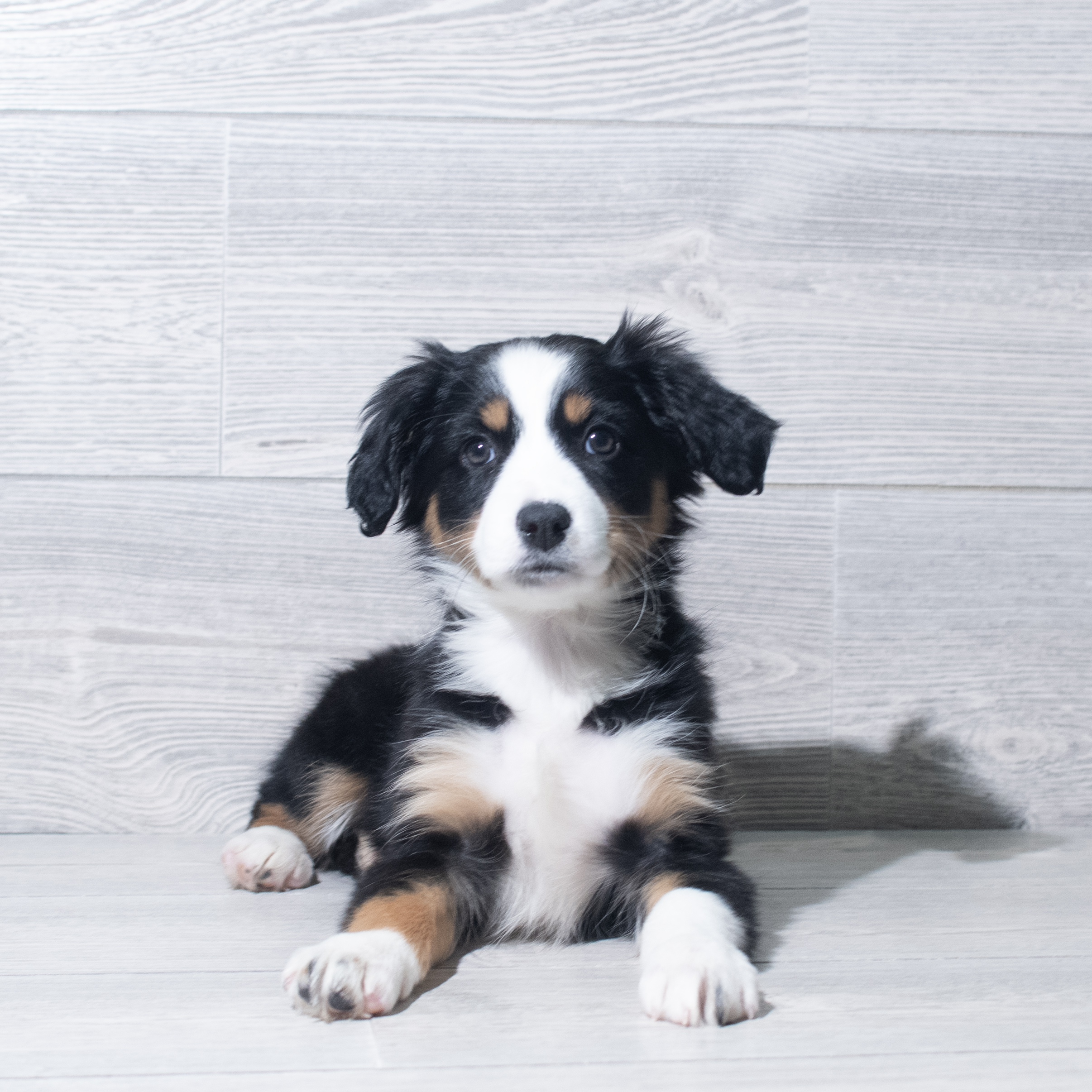 Miniature Australian Shepherd (F) 5770 Image #1