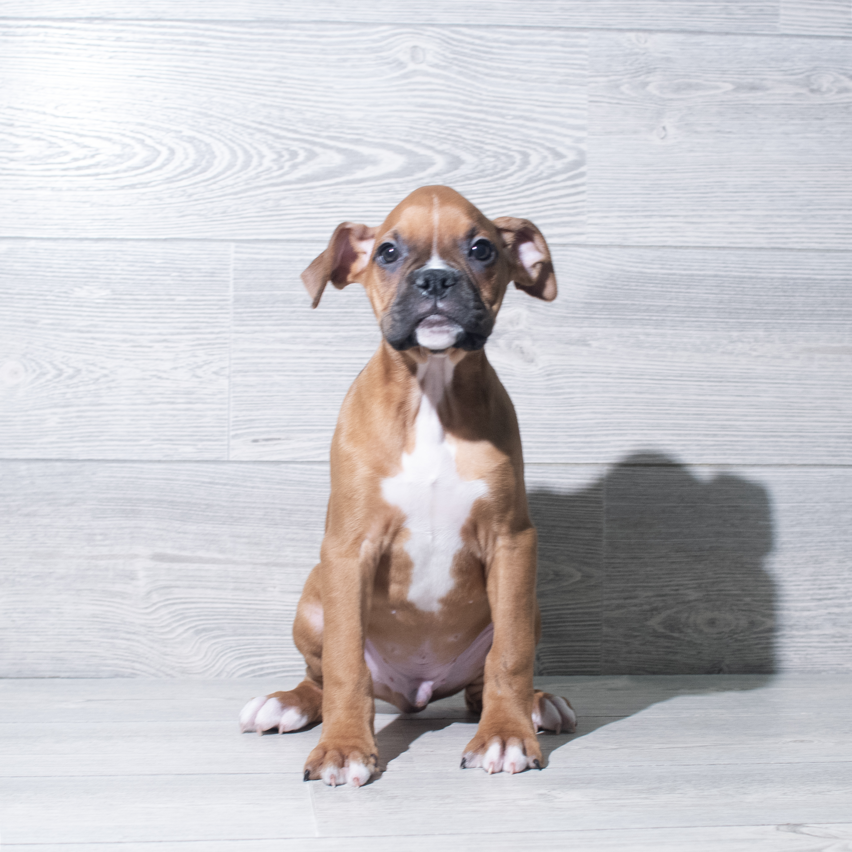 Boxer (M) 5767 Image #1