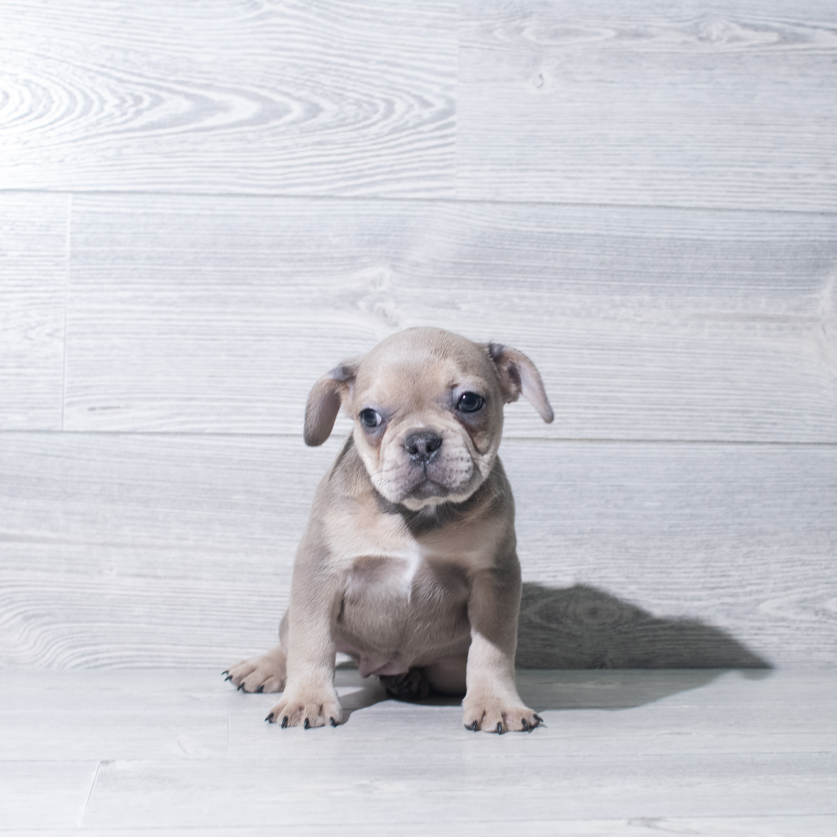 French Bulldog (F) 5757 Image #1