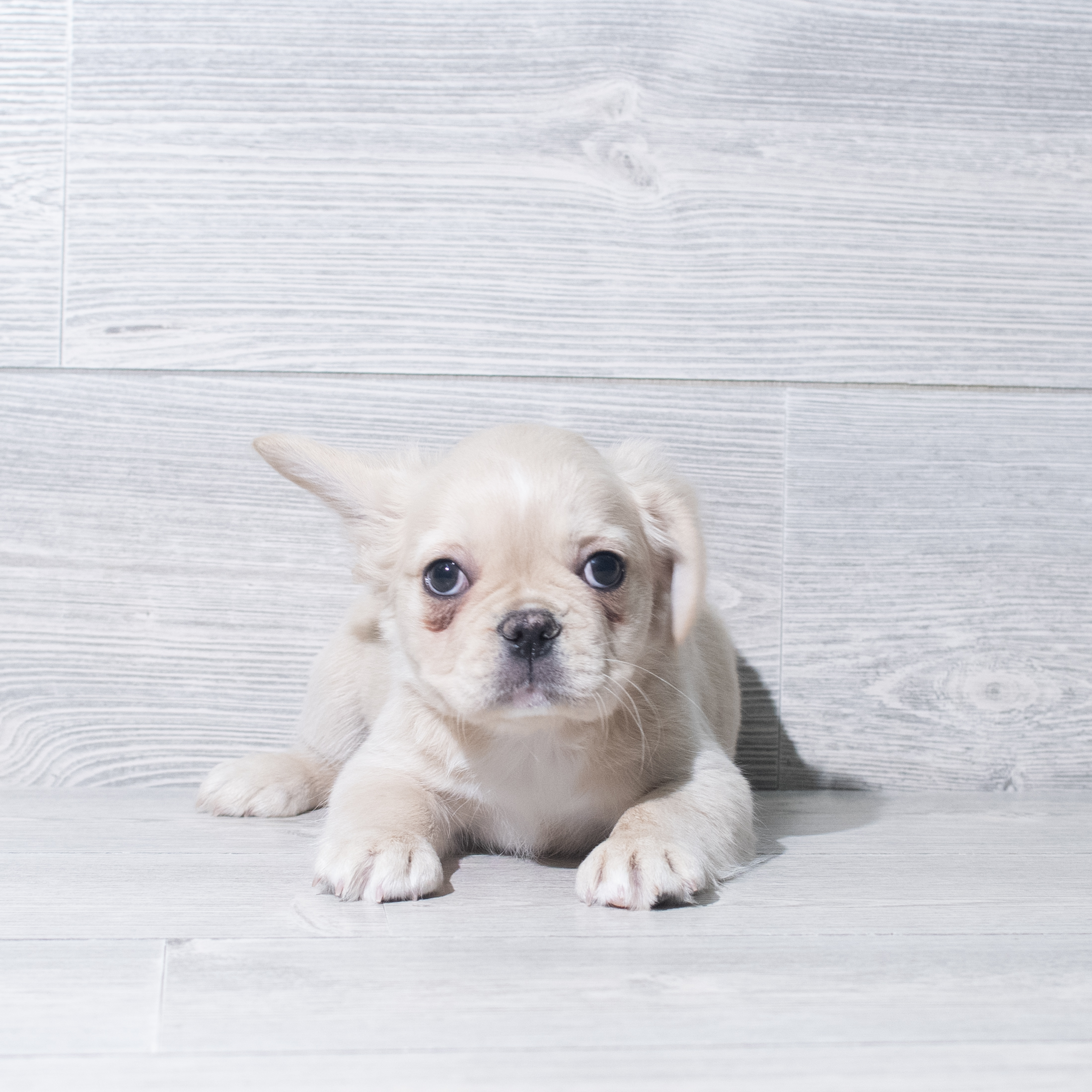 French Bulldog (F) 5758 Image #1