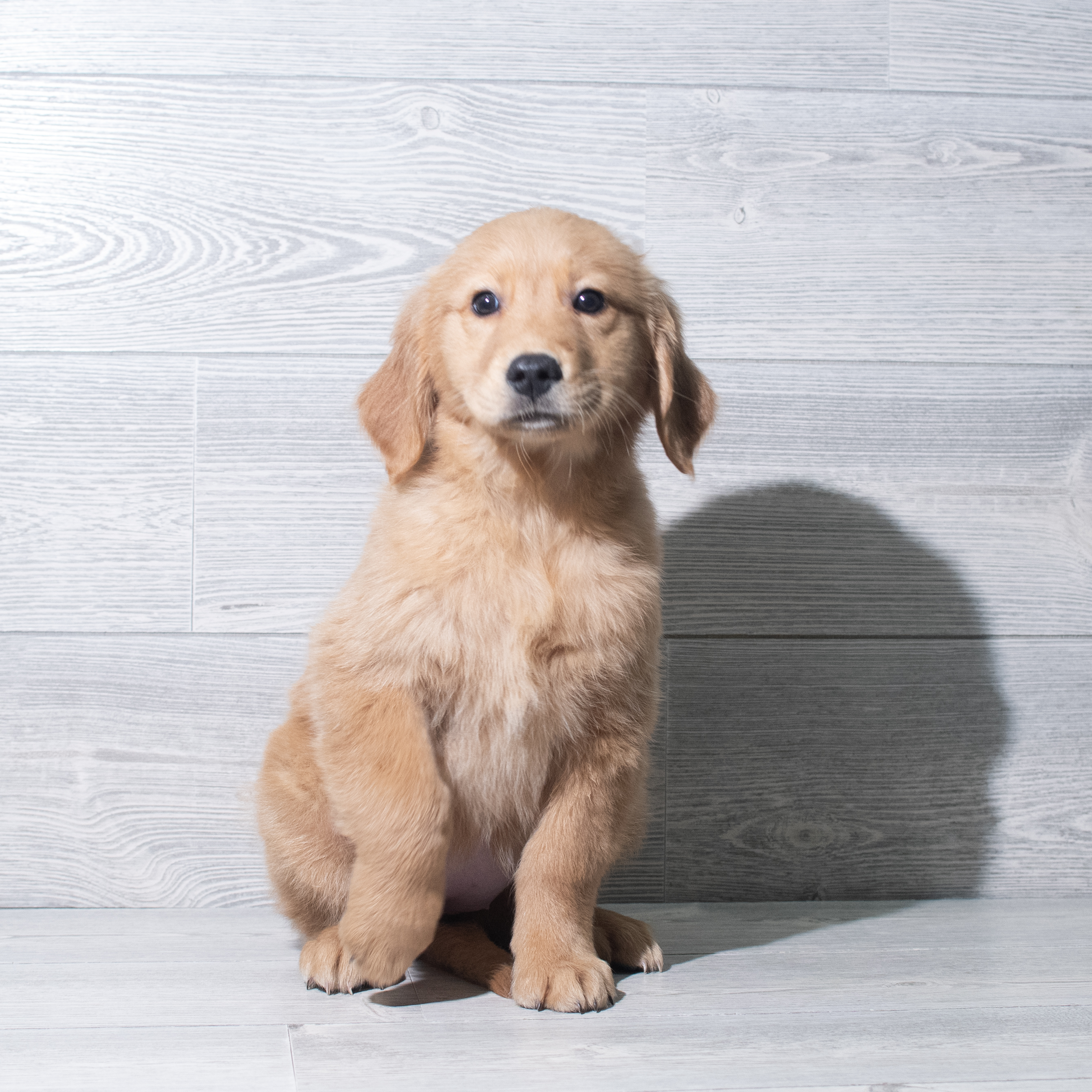 Golden Retriever (F) 5771 Image #1