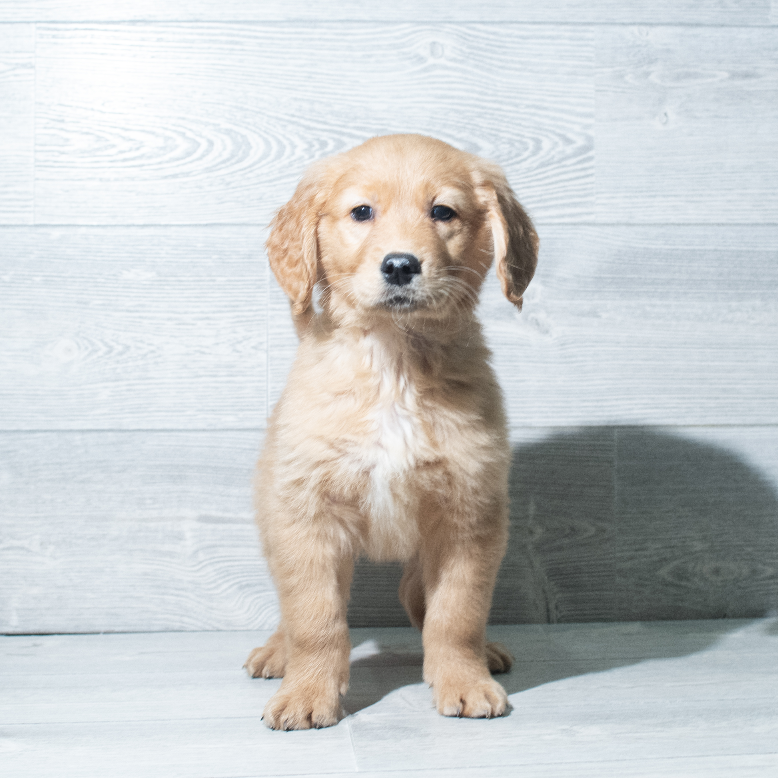 Golden Retriever (M) 5772 Image #1