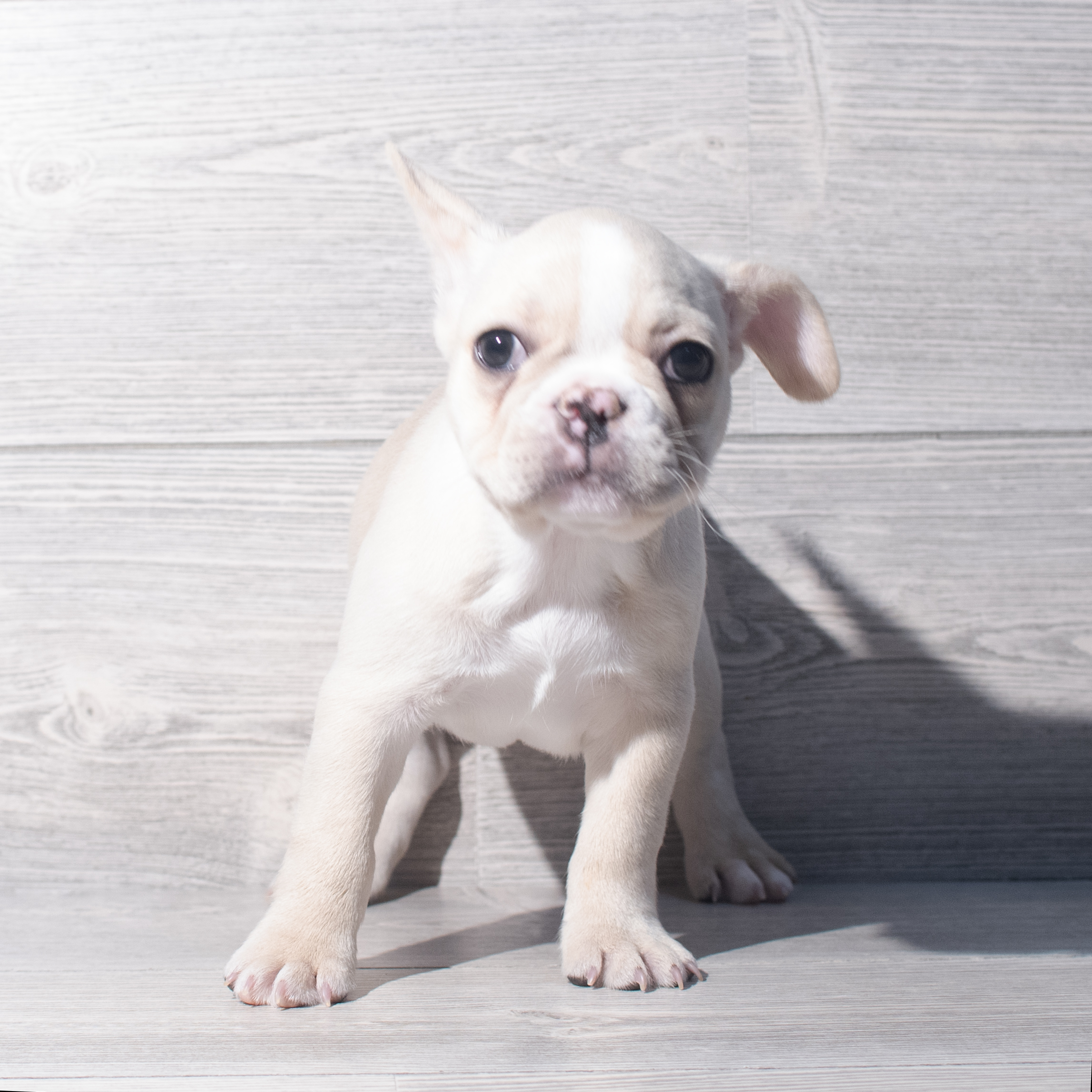 French Bulldog (F) 2236 Image #1