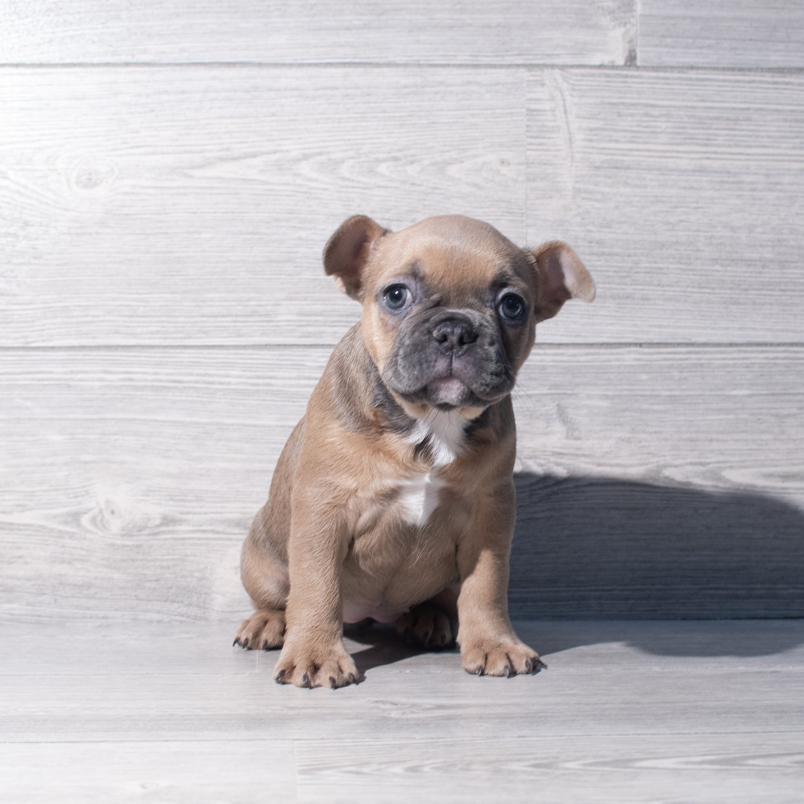 French Bulldog (F) 2235 Image #1