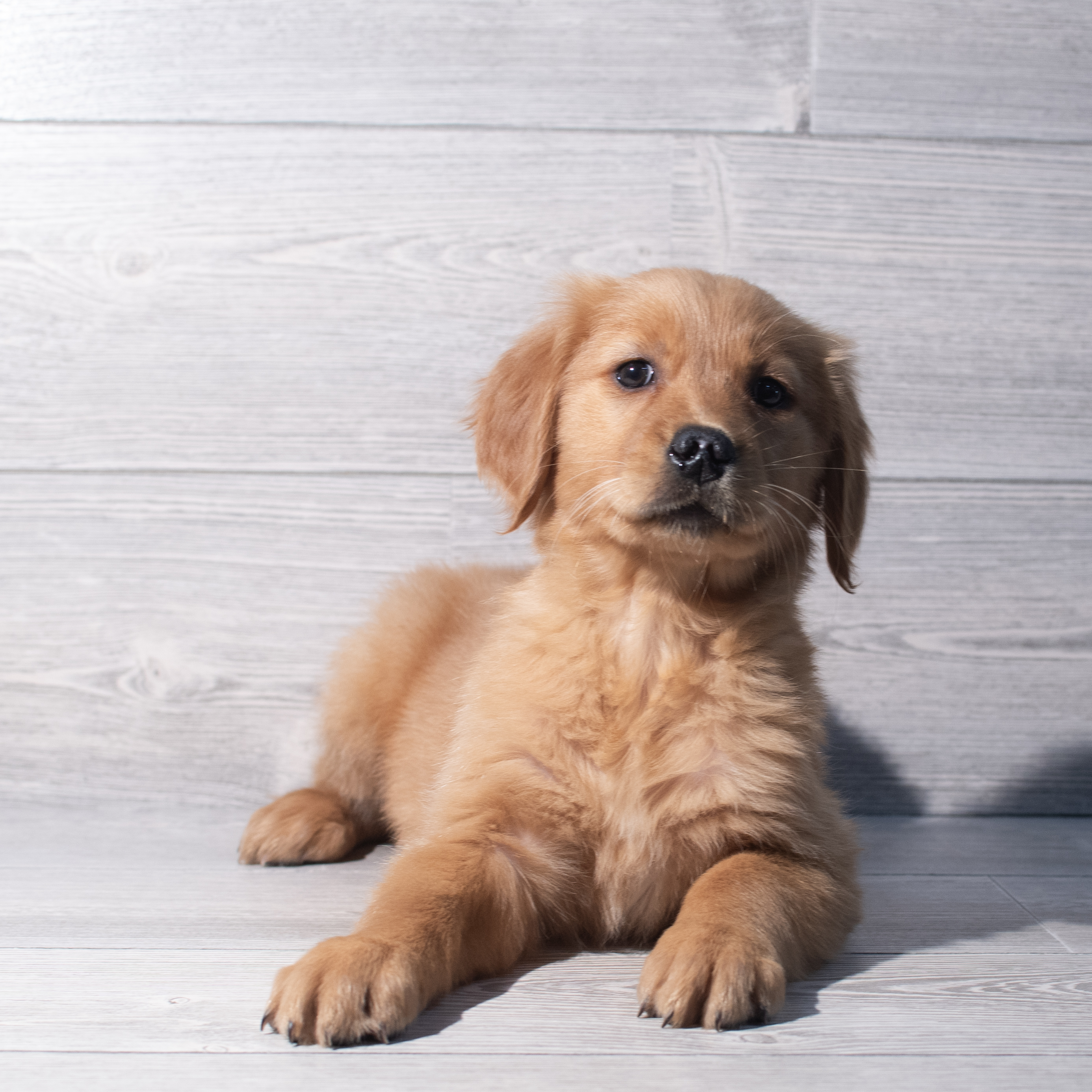 Golden Retriever (F) 2238 Image #1