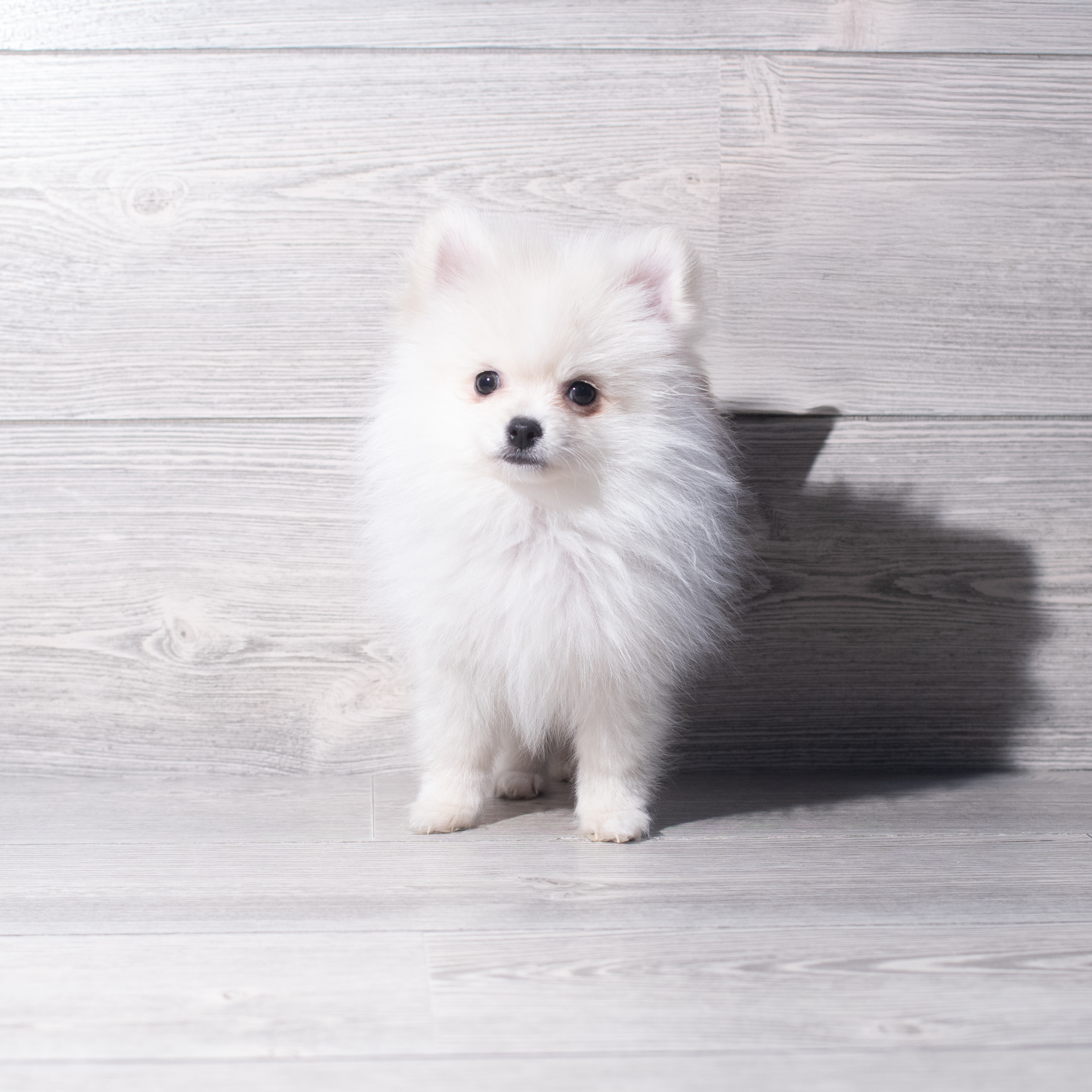 Pomeranian (M) 2233 Image #1