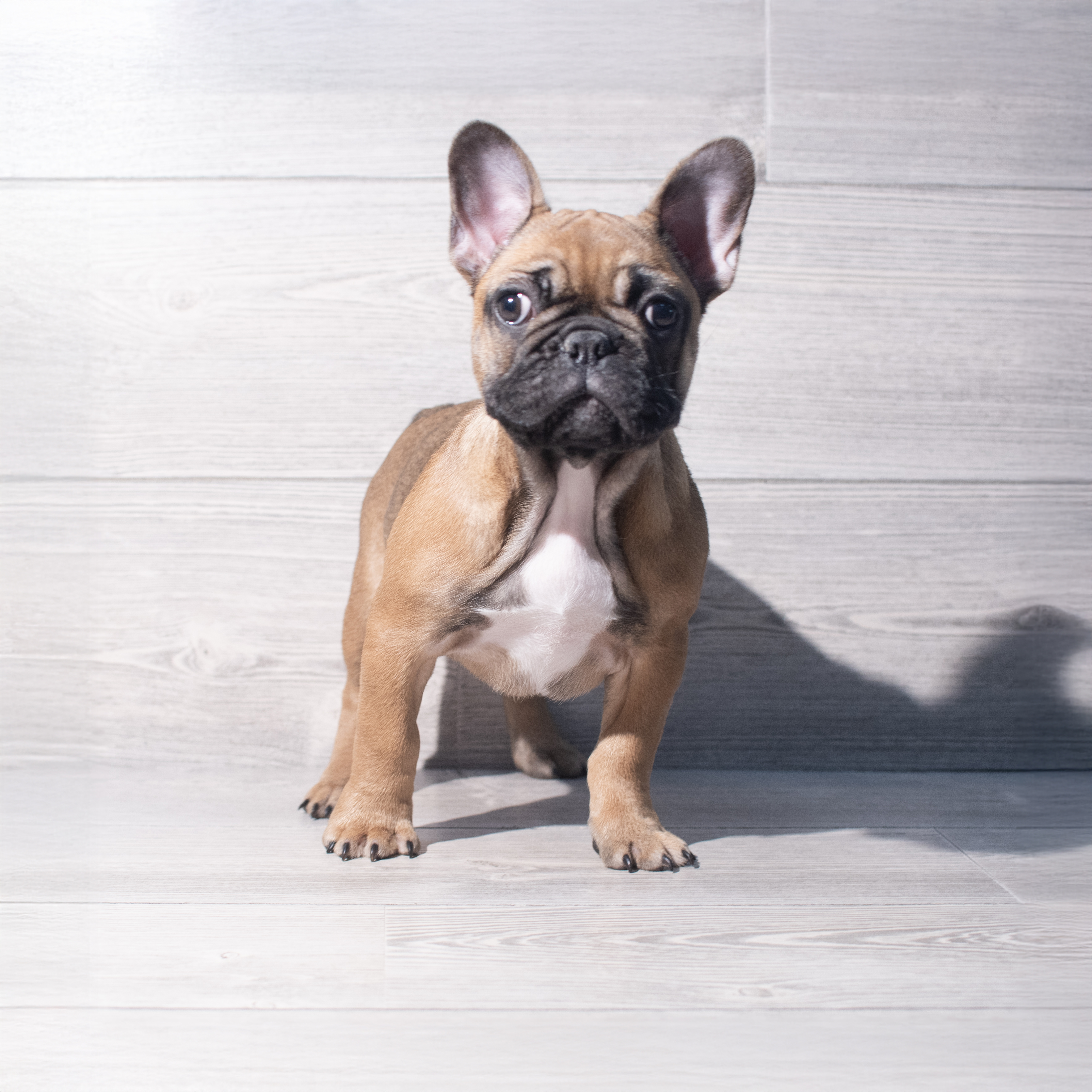 French Bulldog (F) 2224 Image #1