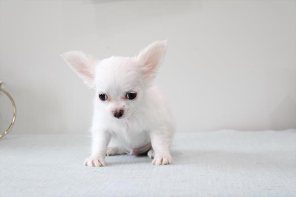 Chihuahua (M) 5777 Image #1