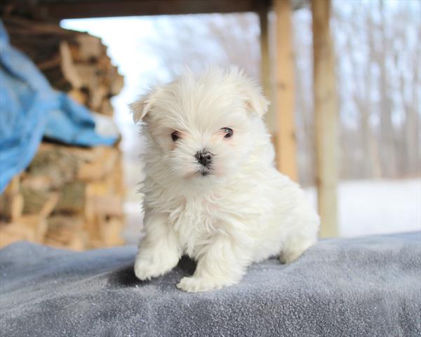 Maltese (M) 5788 Image #2