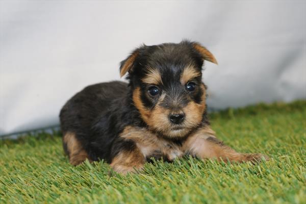 Yorkshire Terrier (F) 2242 Image #2