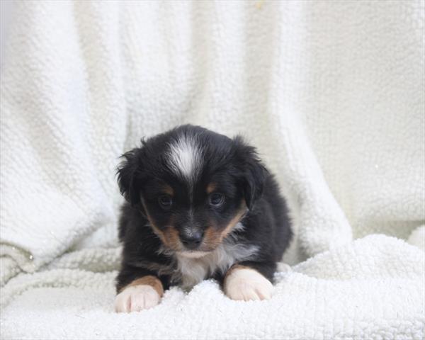 Miniature American Shepherd (M) 2244 Image #1