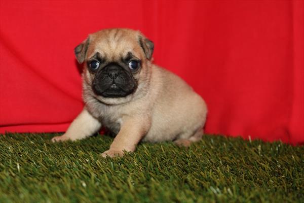 Pug (M) 5780 Image #2