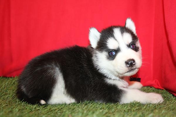 Siberian Husky (M) 5794 Image #1