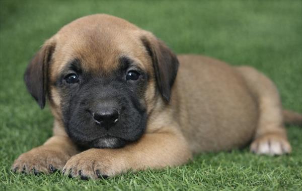 Mastiff (F) 2239 Image #1