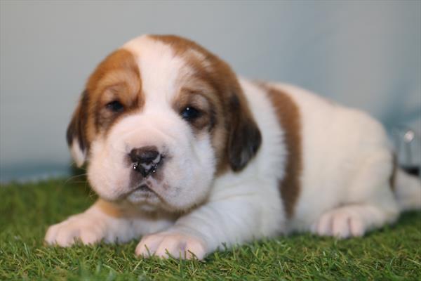 Mini Walrus (M) 5791 Image #2