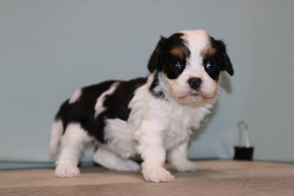 Cavachon (F) 2241 Image #1