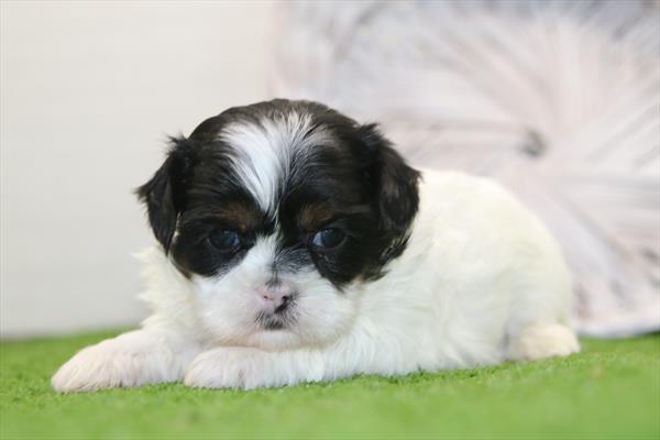 Shih Tzu (F) 5797 Image #1