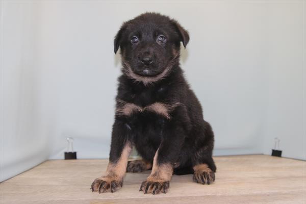 German Shepherd Dog (M) 2256 Image #2