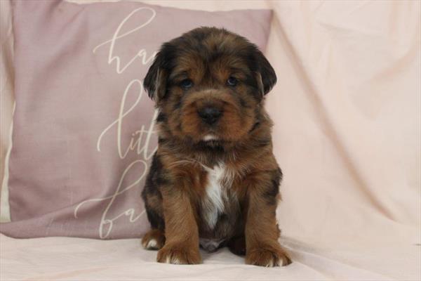 Hippo Mini (M) 2254 Image #2