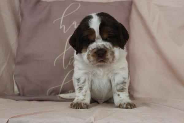 Hippo Mini (M) 5790 Image #2