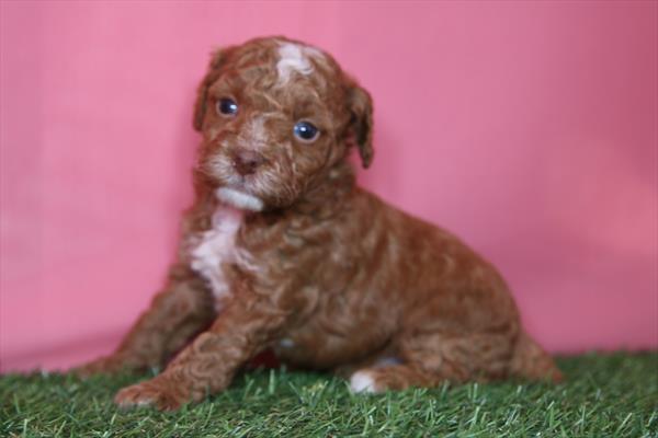 Poodle Mini (M) 5798 Image #1