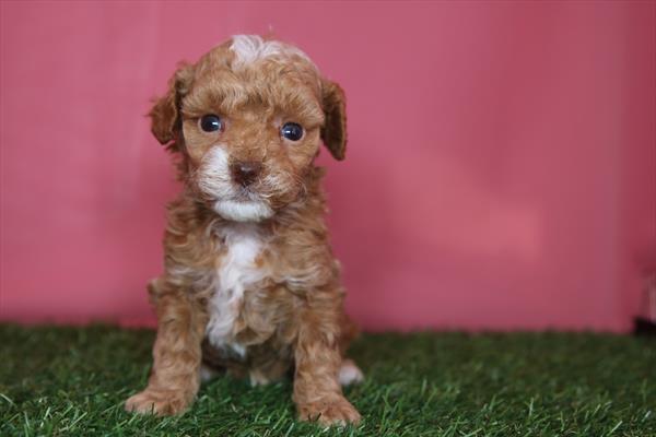 Poodle Mini (M) 2265 Image #1