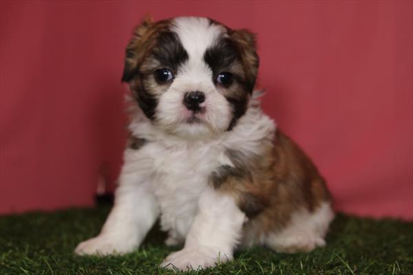 Shih Tzu (F) 2266 Image #1