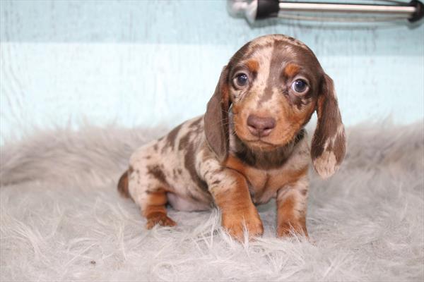 Dachshund (F) 2260 Image #2