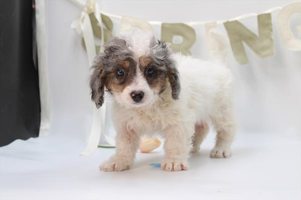 Bernedoodle Mini (F) 2243 Image #1