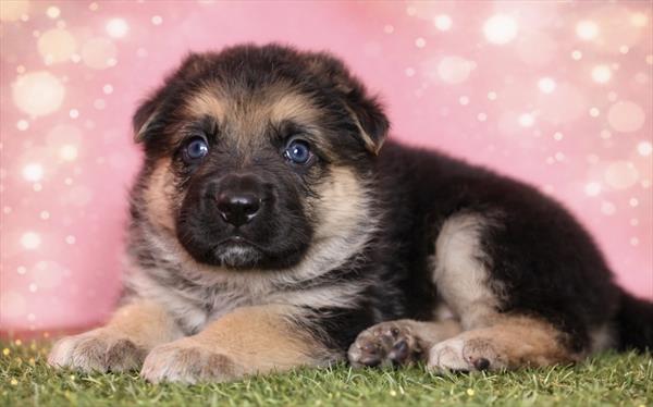 German Shepherd Dog (M) 5795 Image #1