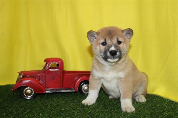 Shiba Inu (M) 5800 Image #1