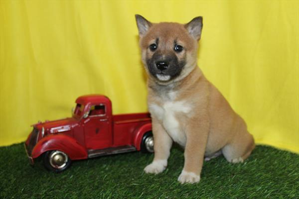 Shiba Inu (M) 2248 Image #2