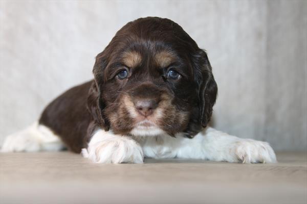 Cocker Spaniel (F) 5801 Image #2