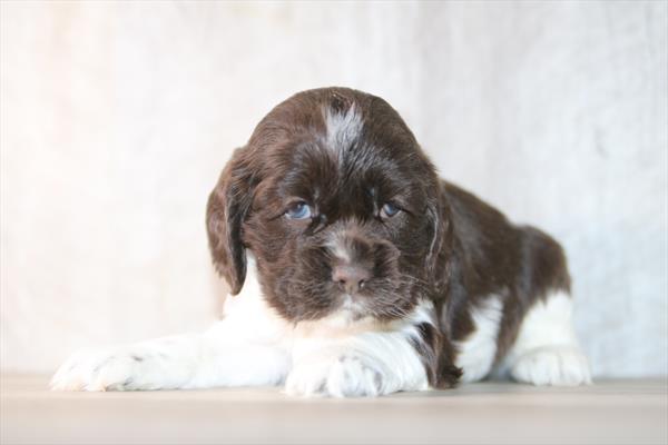 Cocker Spaniel (F) 2267 Image #2