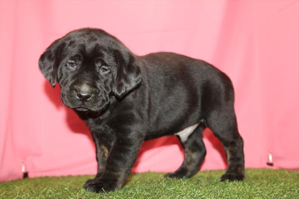 Labrador Retriever (M) 5796 Image #1