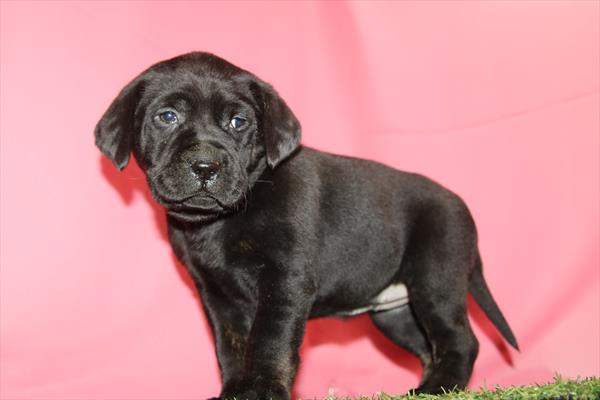 Labrador Retriever (F) 2263 Image #1