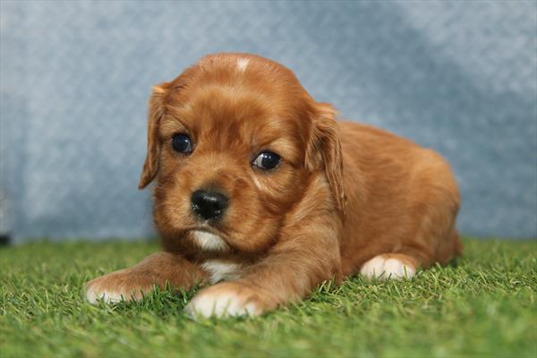 Cavalier King Charles Spaniel (F) 2268 Image #2