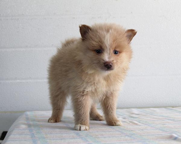 Pomeranian (M) 2261 Image #1