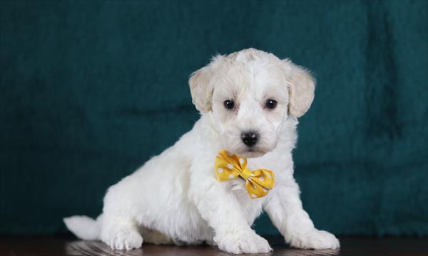 Poochon (M) 5785 Image #2