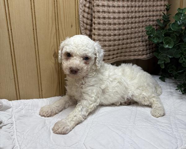 Poodle Mini (M) 5805 Image #1